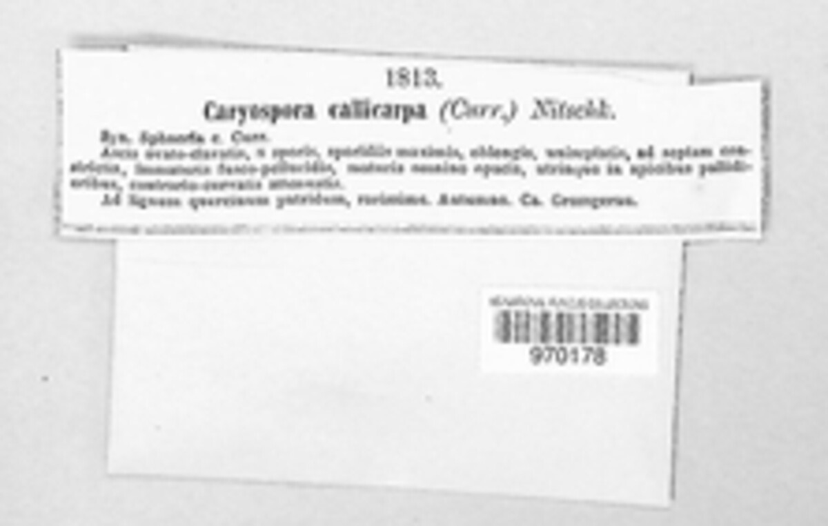 Caryospora callicarpa image
